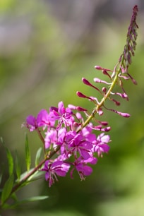 a close up of a purple flower on a branch