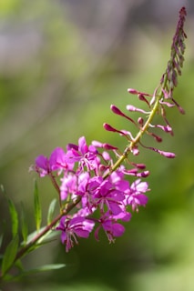 a close up of a purple flower on a branch