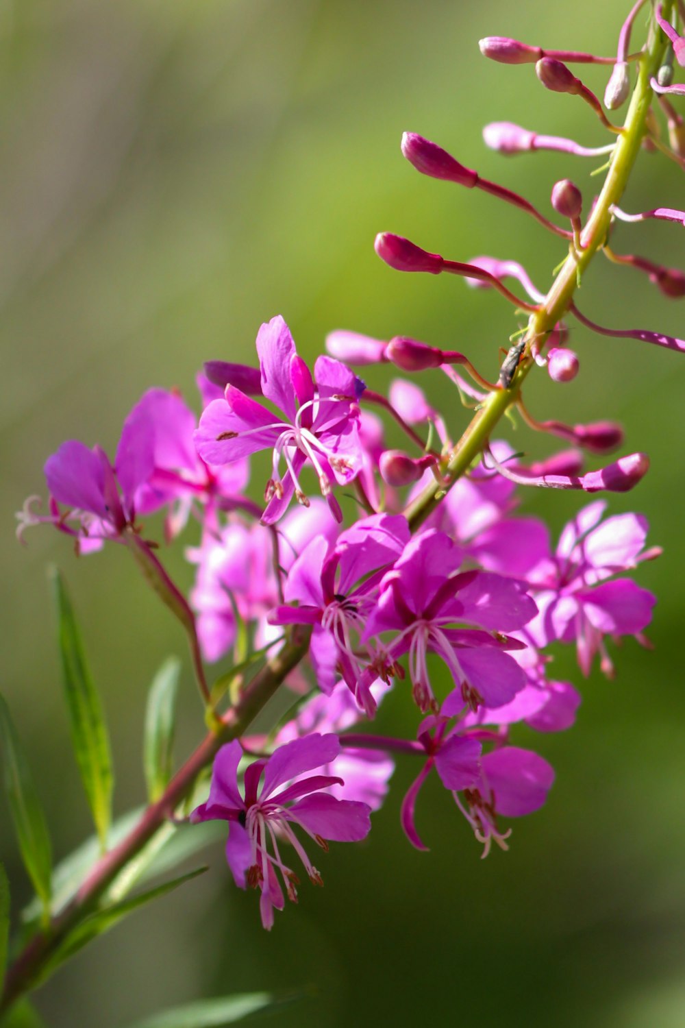 Gros plan d’une fleur violette sur une branche