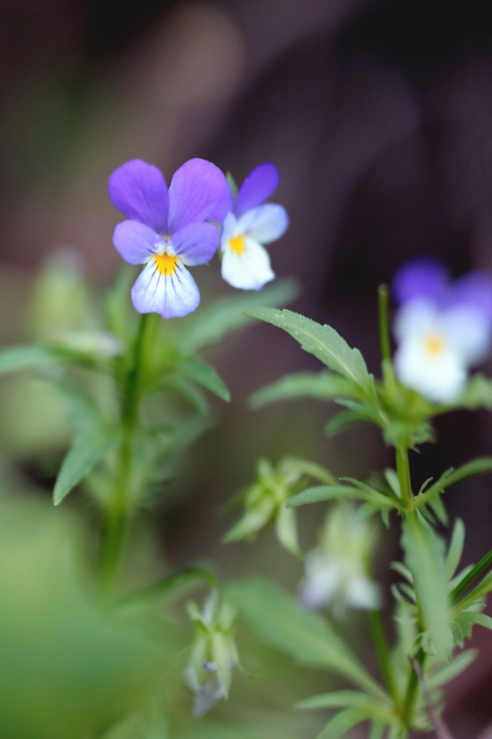 a couple of purple and white flowers sitting on top of a green plant