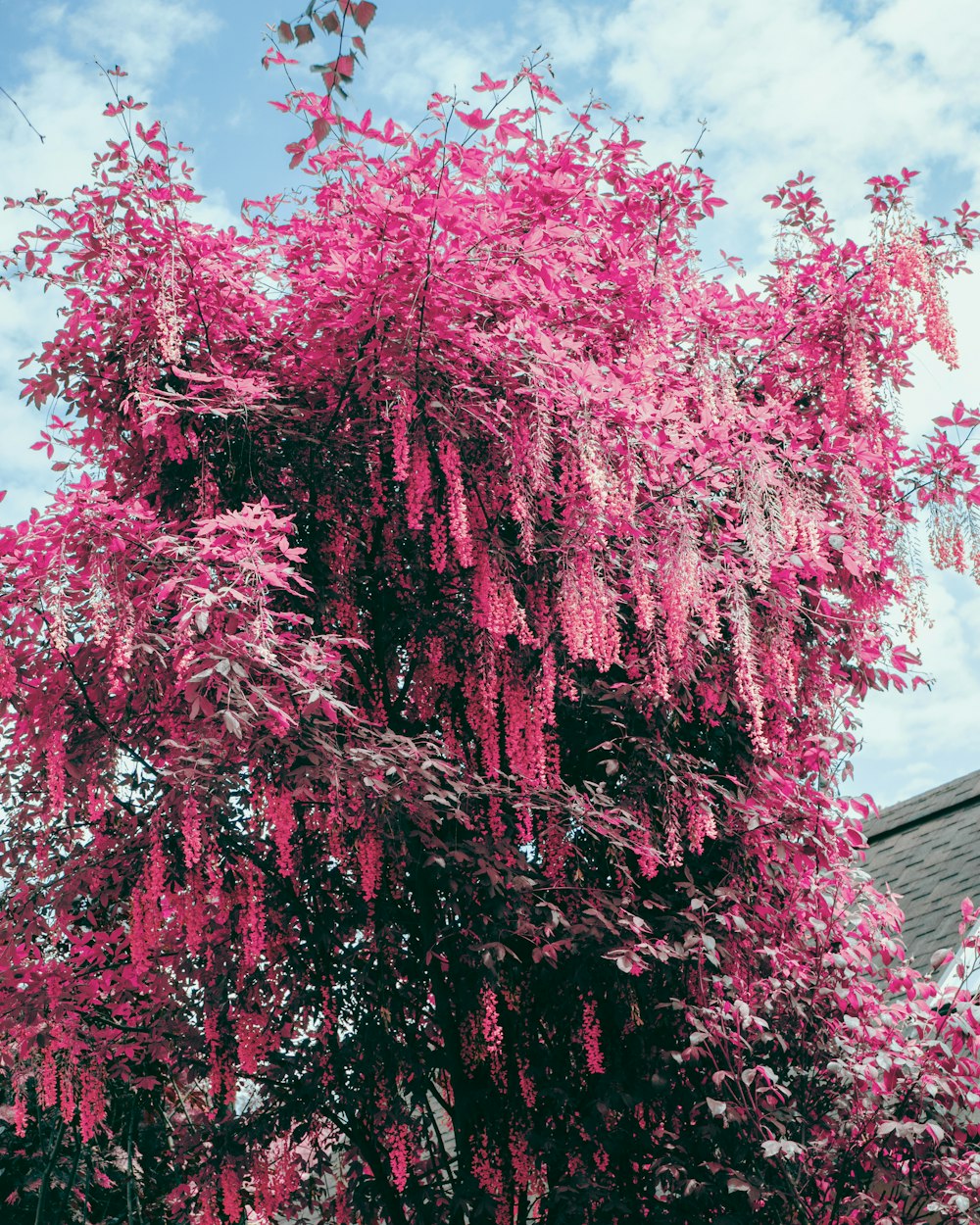 a tree with pink flowers in front of a blue sky