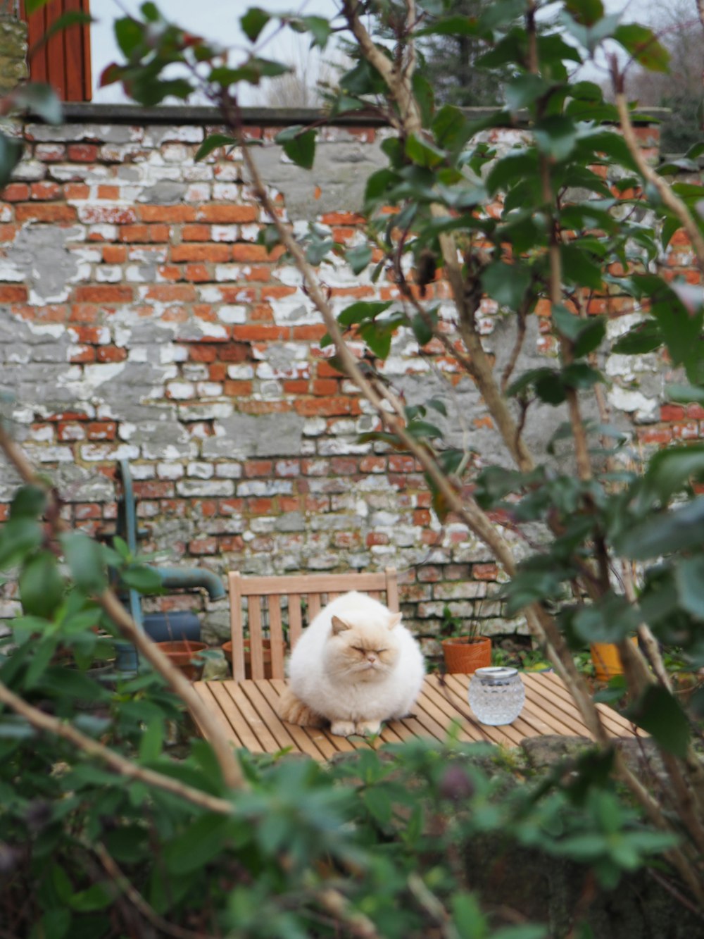 a white cat sitting on a wooden chair