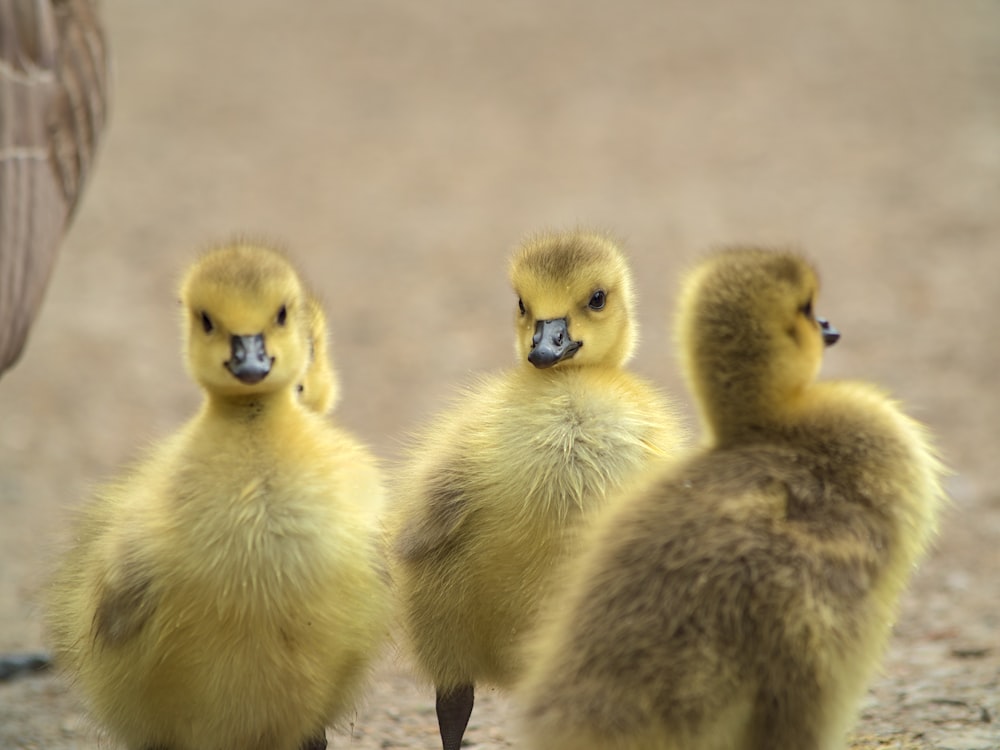 a group of baby ducks standing next to each other