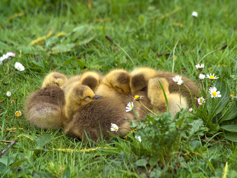 a group of ducklings sitting in the grass