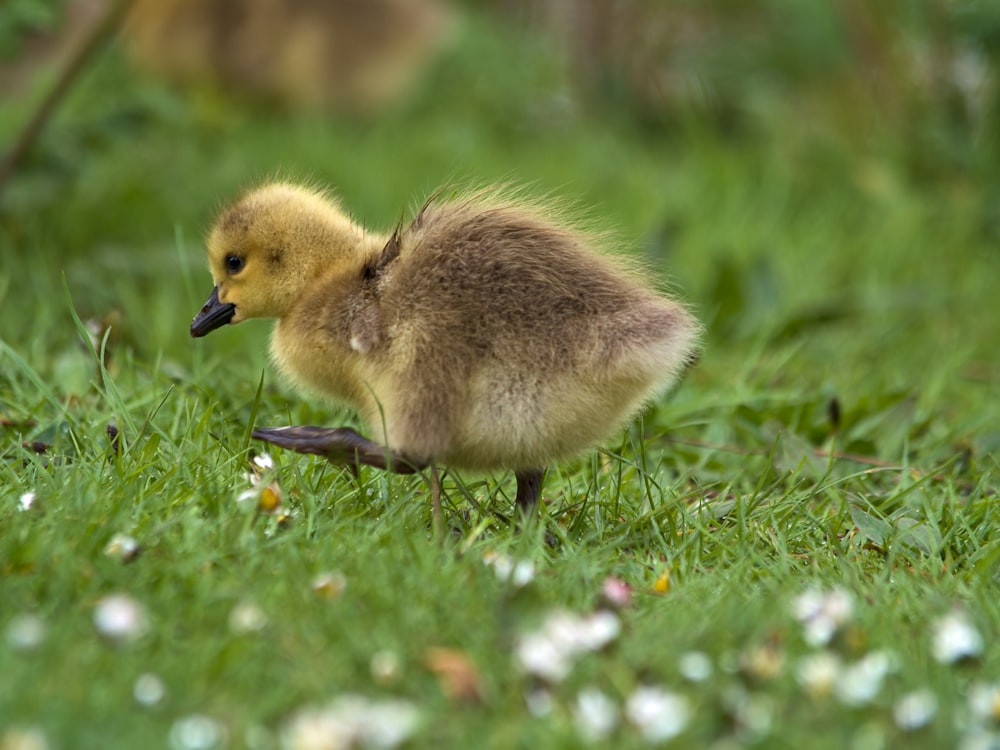 a small duckling is walking through the grass