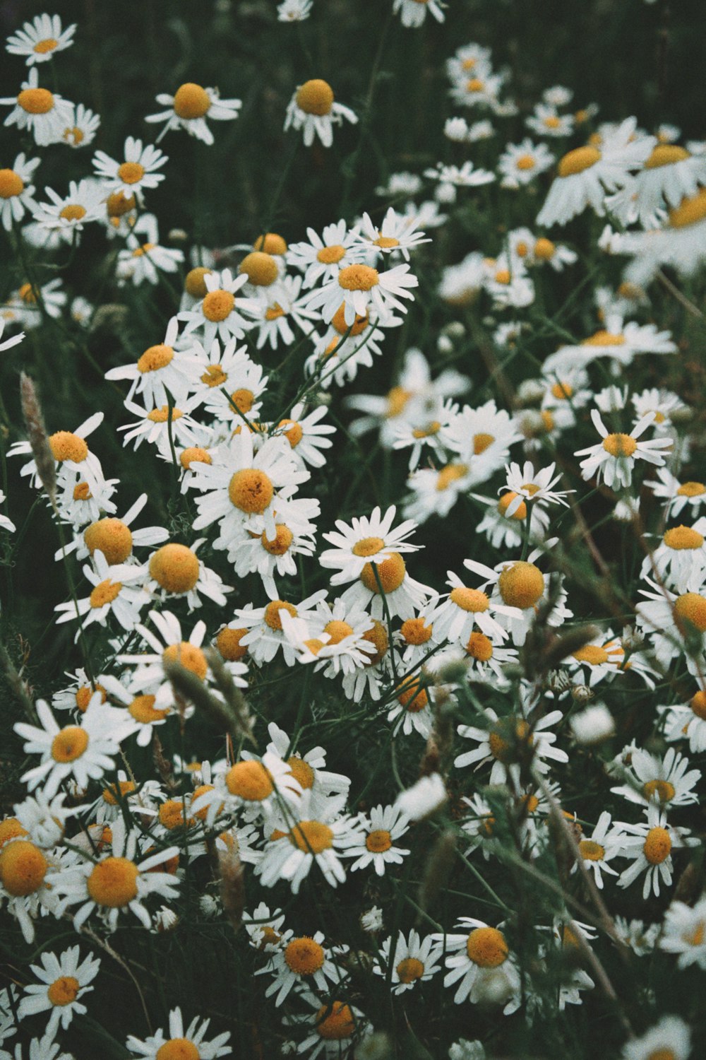 ein Strauß weißer und gelber Blumen auf einem Feld