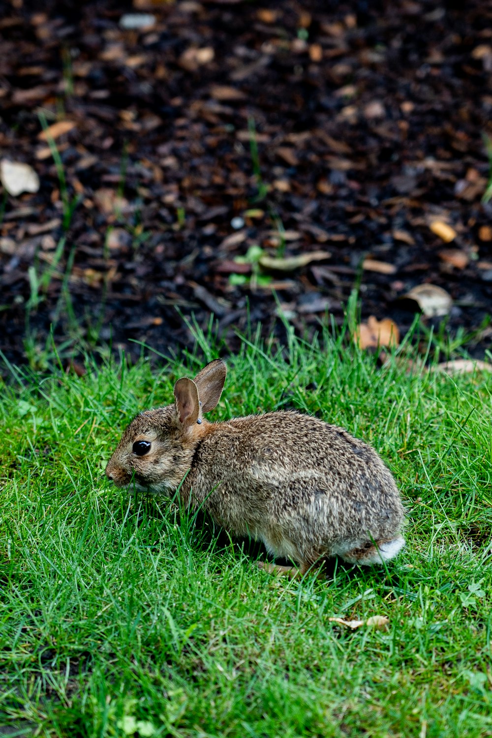 a small rabbit sitting in the grass