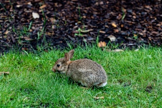 Close-up of a cute dwarf rabbit nibbling on green fresh grass in a cozy setting.