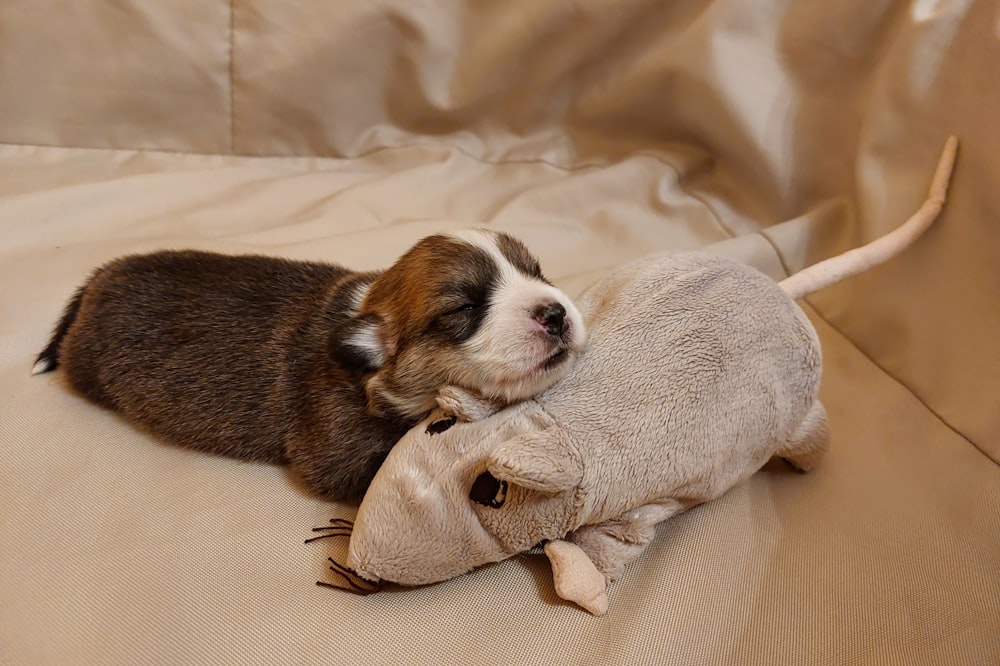 a small dog laying on top of a stuffed animal