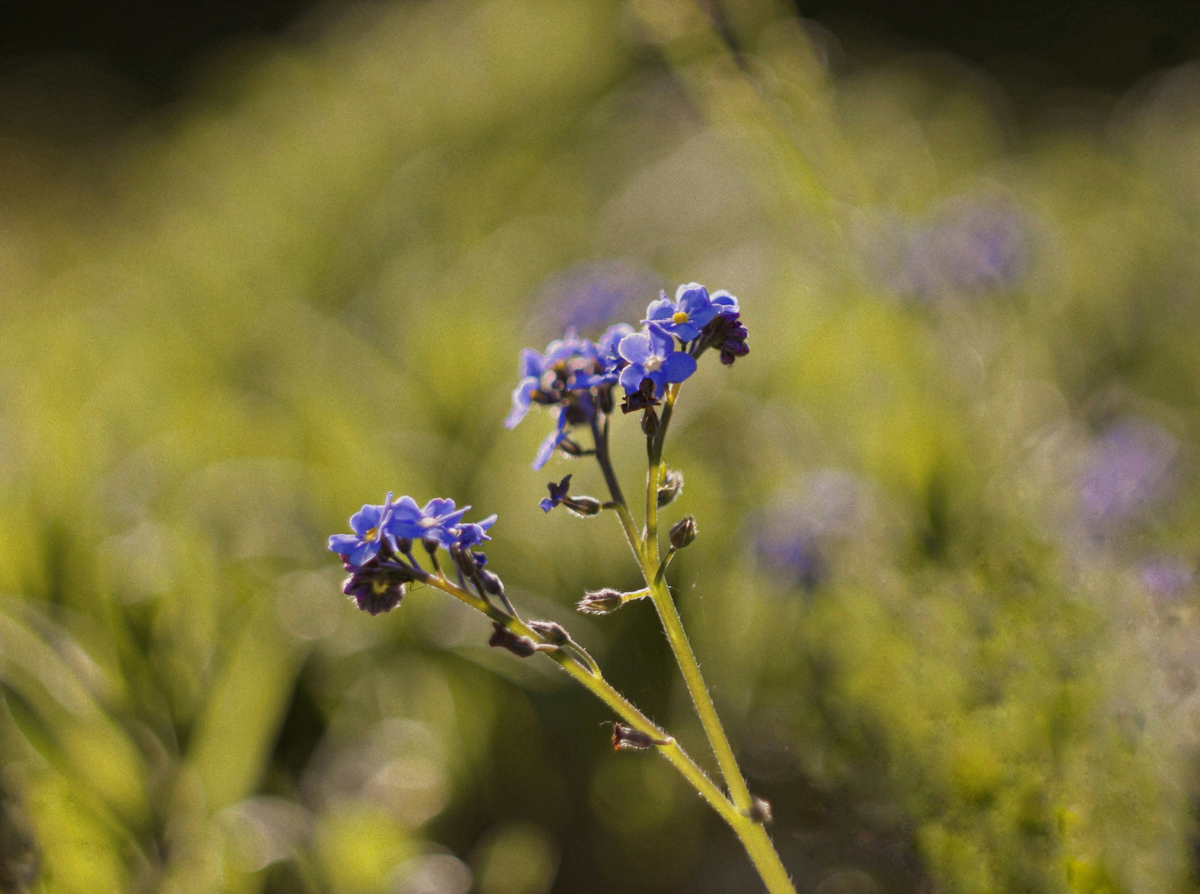 Photo by dearsunflower