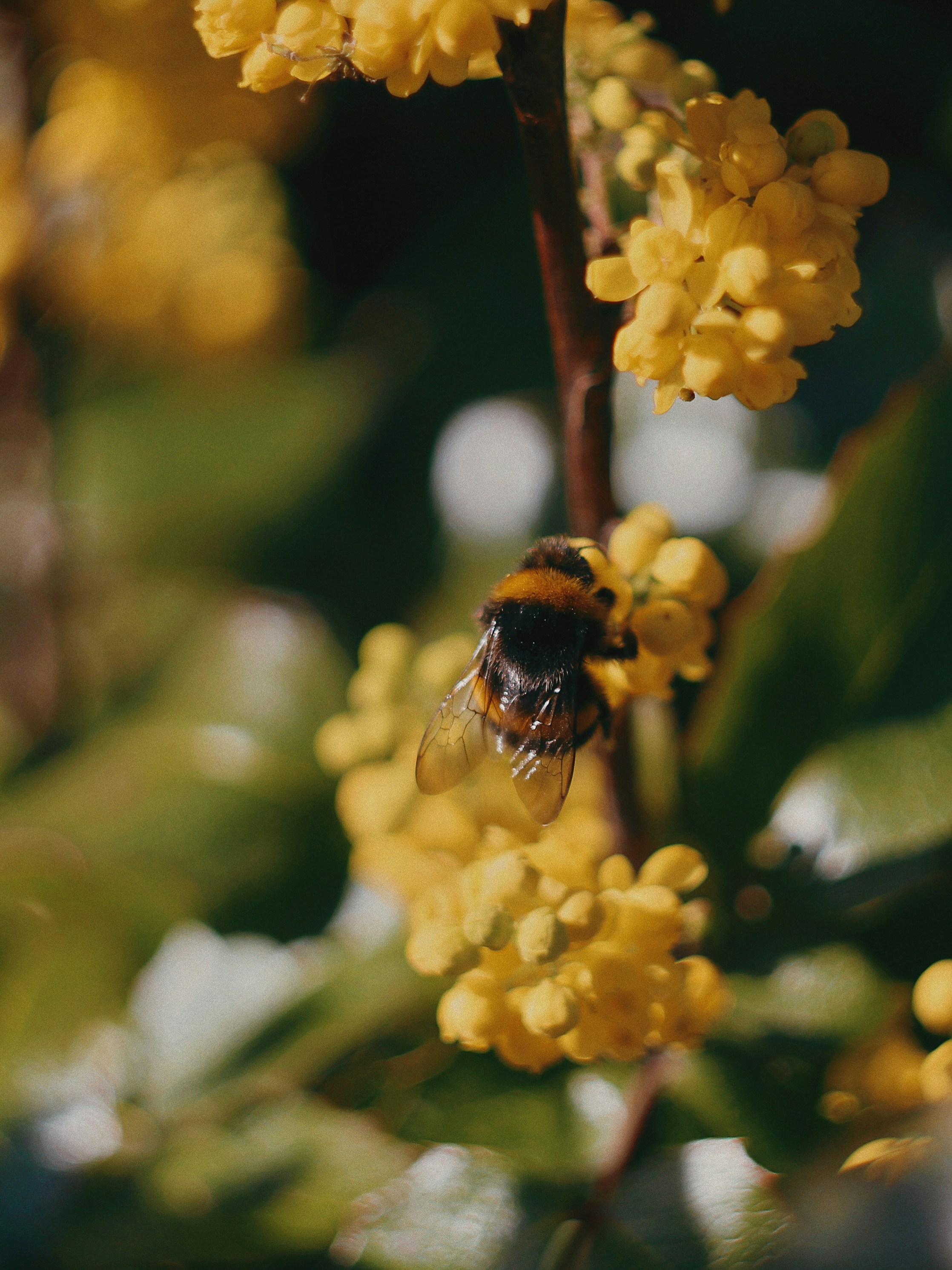 Oregon Grape (Oregon state flower)