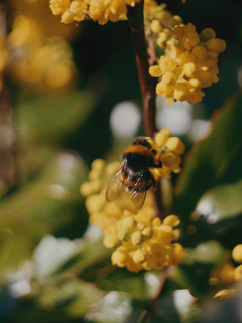 a bee sitting on top of a yellow flower