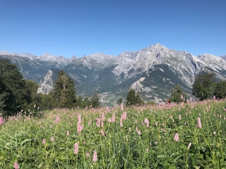 a field of flowers with mountains in the background