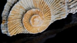 A beautifully preserved ammonite fossil showcasing its spiral shell.