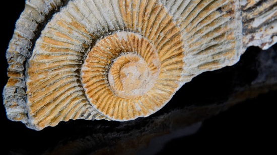 Close-up view of a fossilized ammonite shell showcasing its spiral structure and ribbed surface texture, captured against a dark background. The shell exhibits a range of earthy tones, highlighting the fine details of its ancient formation.