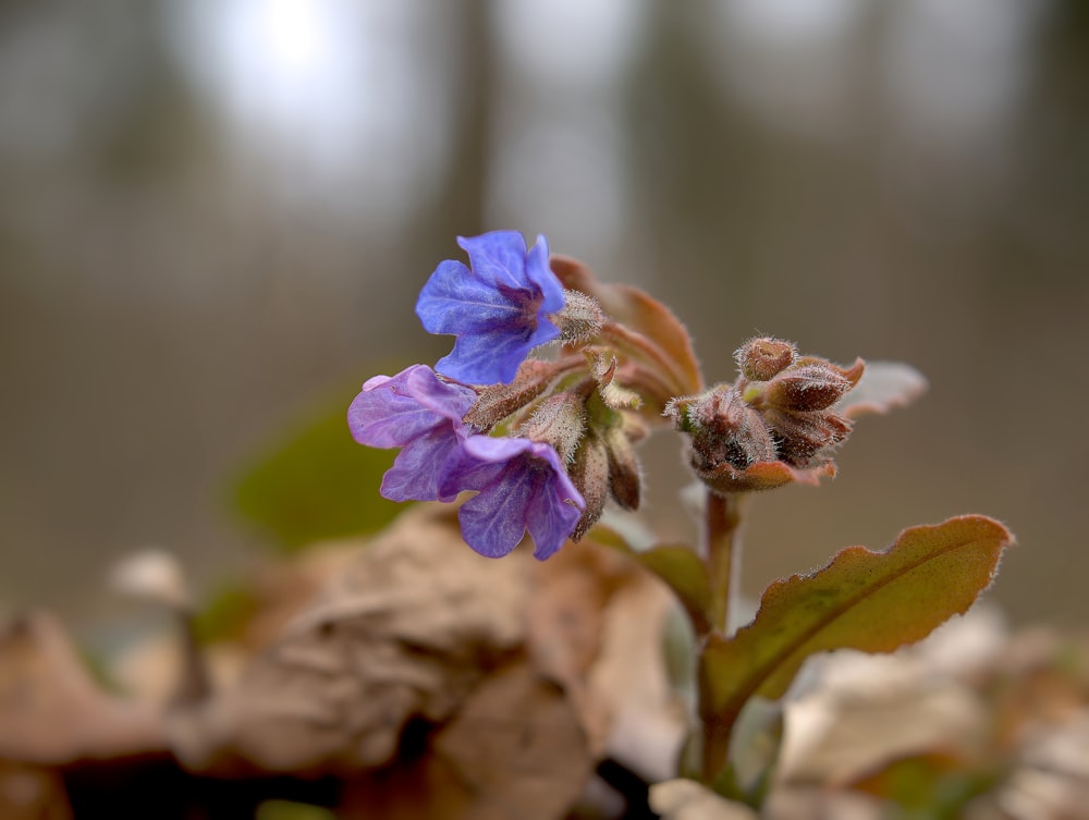 a close up of a small purple flower