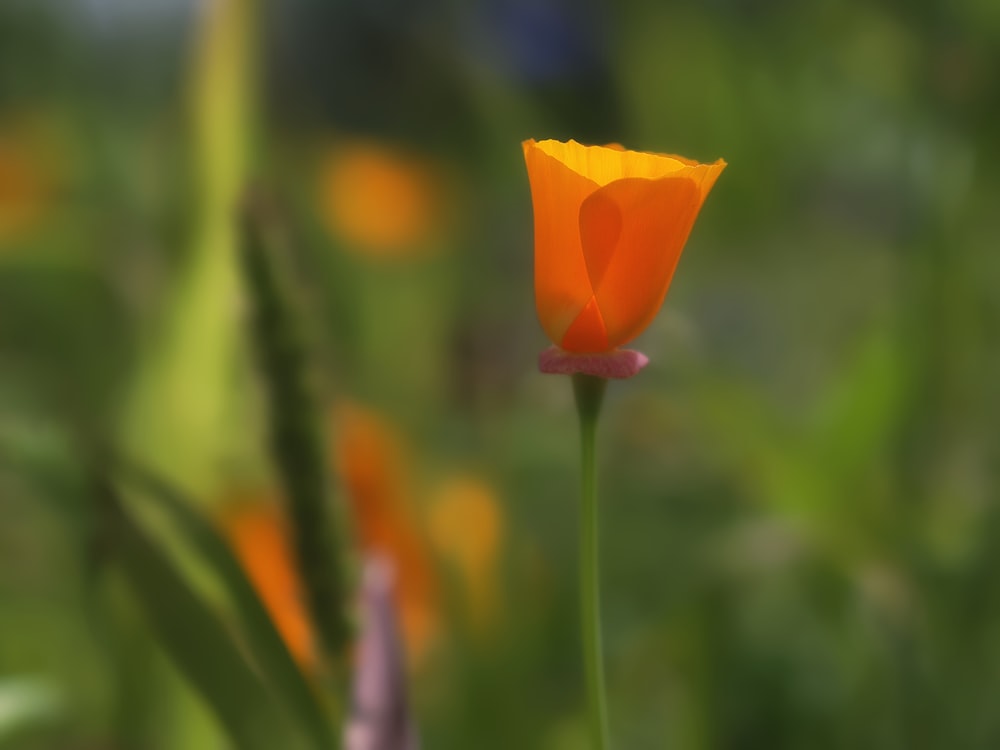 Una sola flor naranja en medio de un campo