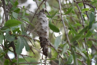 A large, textured cocoon is hanging from a branch among dense green leaves. The cocoon has a rough, uneven surface and is blending into the natural surroundings of branches and foliage.