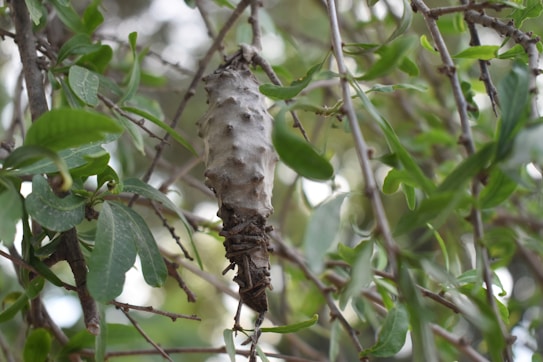 A large, textured cocoon is hanging from a branch among dense green leaves. The cocoon has a rough, uneven surface and is blending into the natural surroundings of branches and foliage.