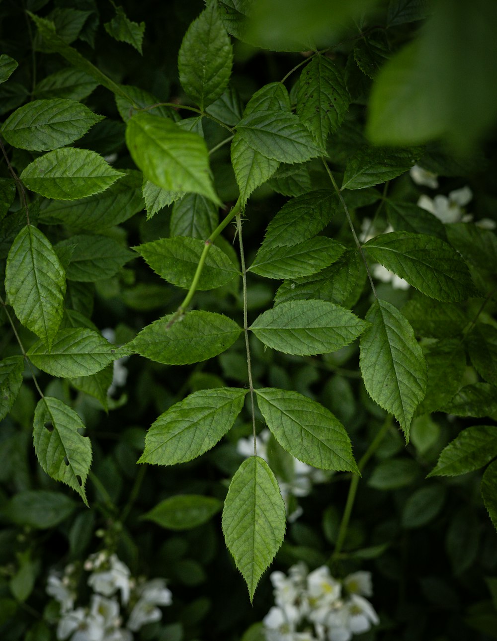 a bunch of green leaves and white flowers