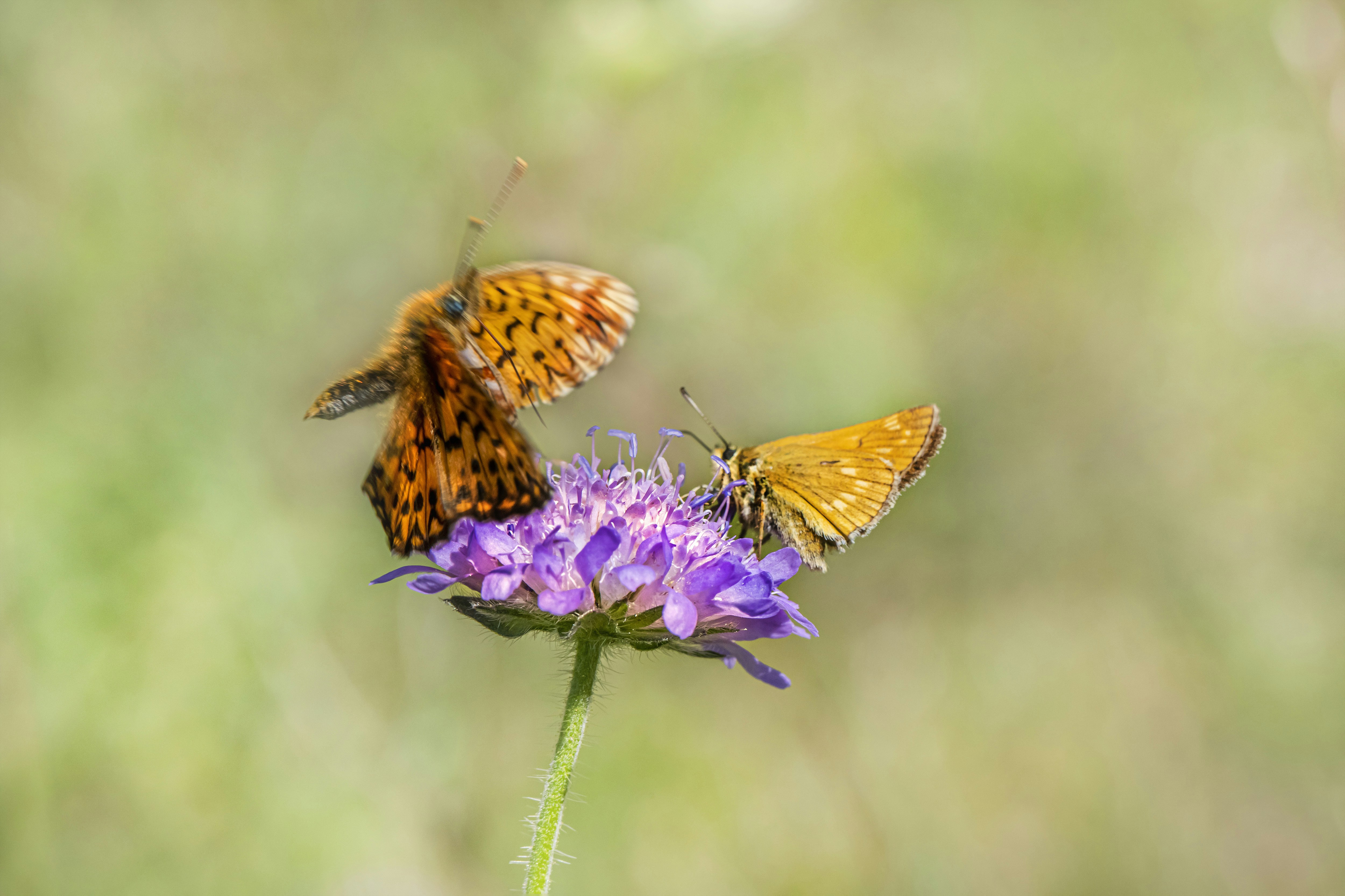 Photo by erik_karits