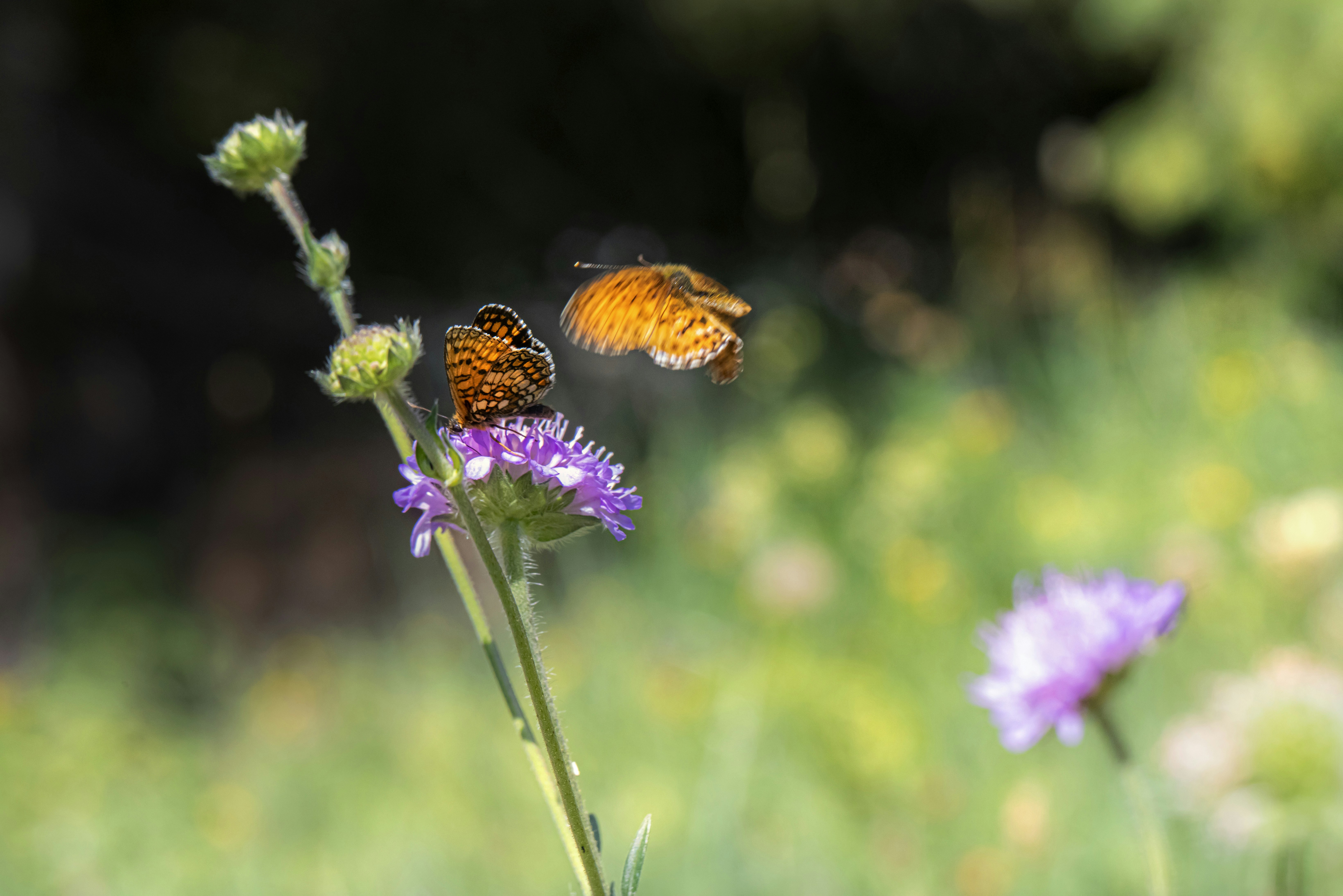 Photo by erik_karits