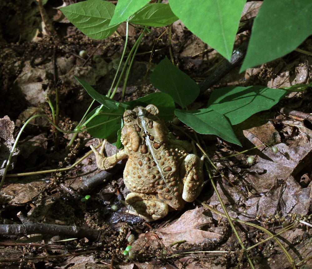 a frog sitting on the ground next to a plant