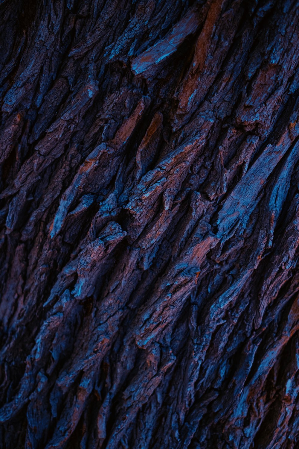 a close up of a tree bark with blue and red colors