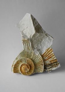 a rock with a shell on top of it