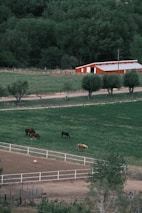 a group of horses grazing on a lush green field