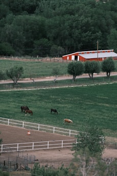 a group of horses grazing on a lush green field