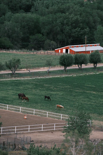 a group of horses grazing on a lush green field