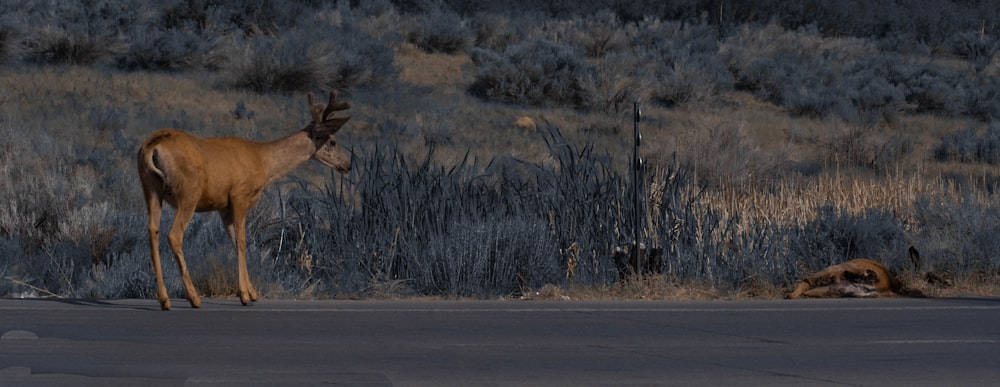a deer standing on the side of a road