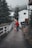 A person is walking a small dog along a narrow pathway lined with white fencing. The path is flanked by lush greenery and tall trees. In the background, misty weather envelops a residential area with white houses, creating a serene and calm atmosphere.