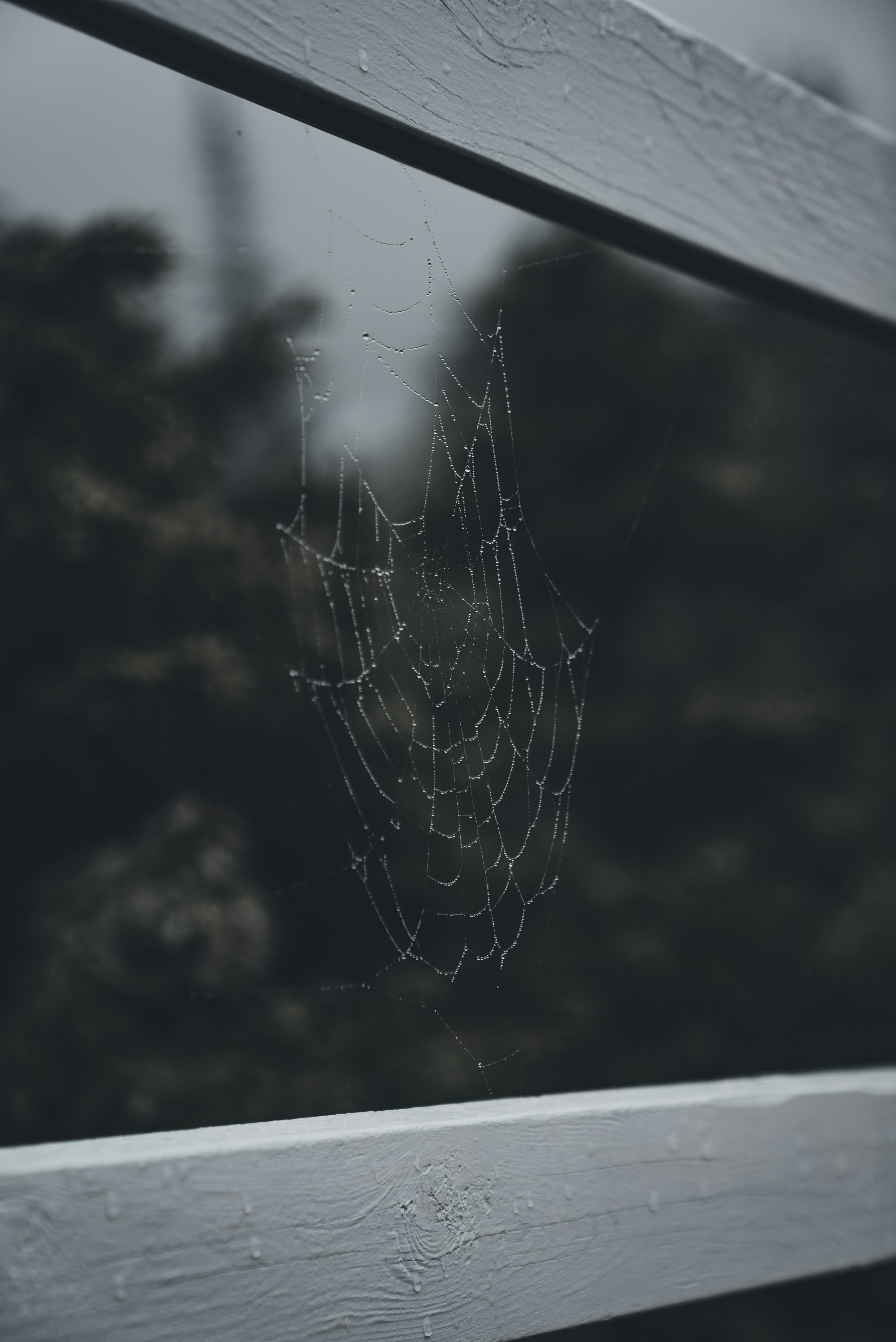 a spider web hanging from the side of a window