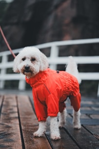A small white dog is wearing a bright red raincoat while standing on a wet wooden deck. There is a white fence with a blurred dark background, indicating an outdoor setting, possibly a park or a walkway.
