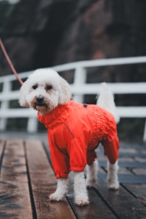A small white dog is wearing a bright red raincoat while standing on a wet wooden deck. There is a white fence with a blurred dark background, indicating an outdoor setting, possibly a park or a walkway.