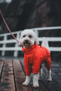 Raincoat for Dogs