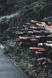 A pile of chopped logs is stacked neatly alongside a wet road. The surrounding area features lush green vegetation and a stone retaining wall. The scene is set in a damp, overcast environment, giving the wood a dark, moody appearance.