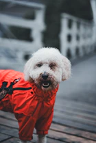 a small white dog wearing a red jacket