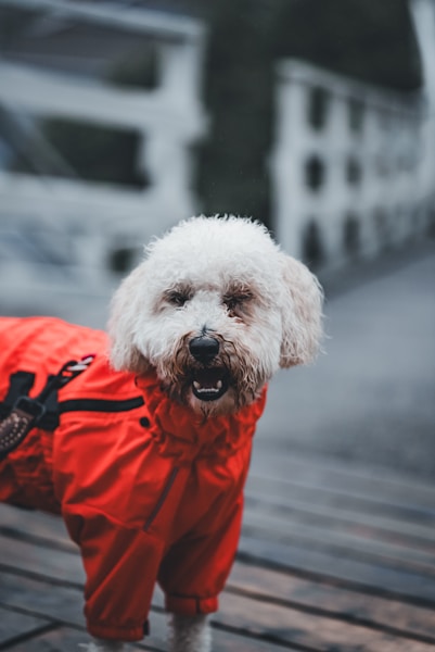 Best Dog Coats UK 2026: Waterproof, Warm and Well-Fitting Options