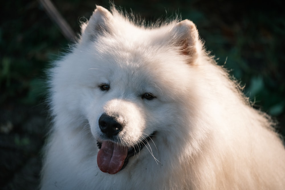 a close up of a dog with its tongue out