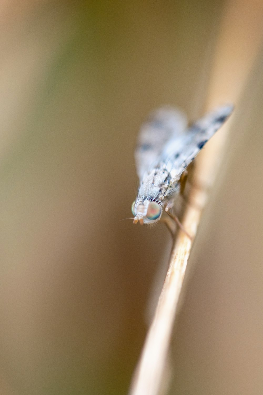 un piccolo insetto blu seduto sopra una pianta