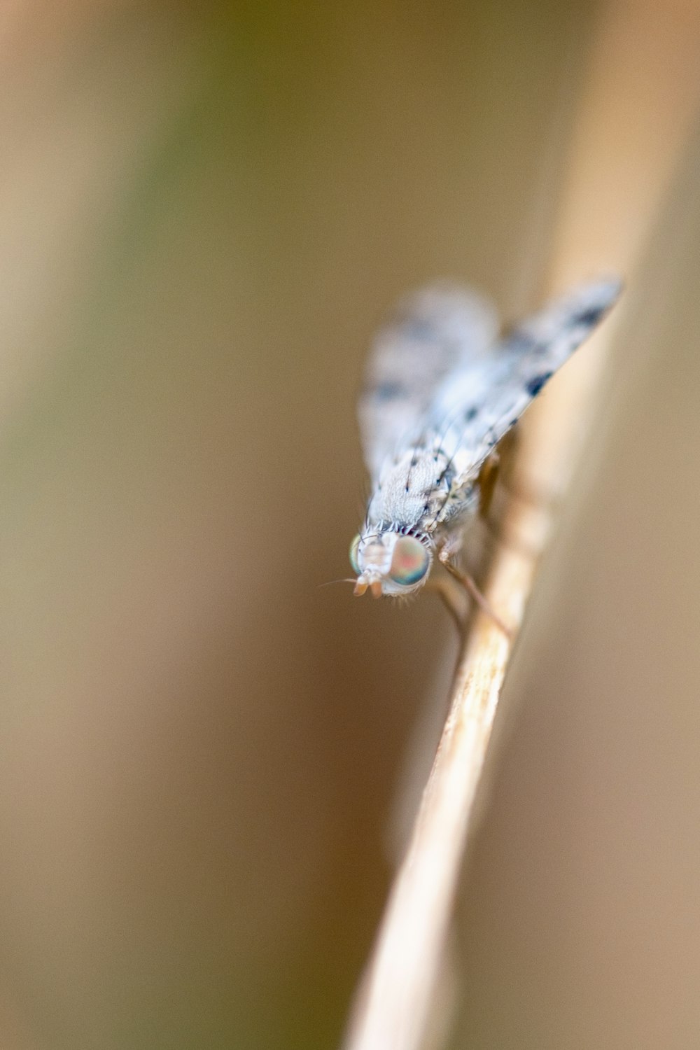 a small blue insect sitting on top of a plant