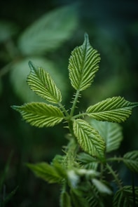 a close up of a green leaf on a plant