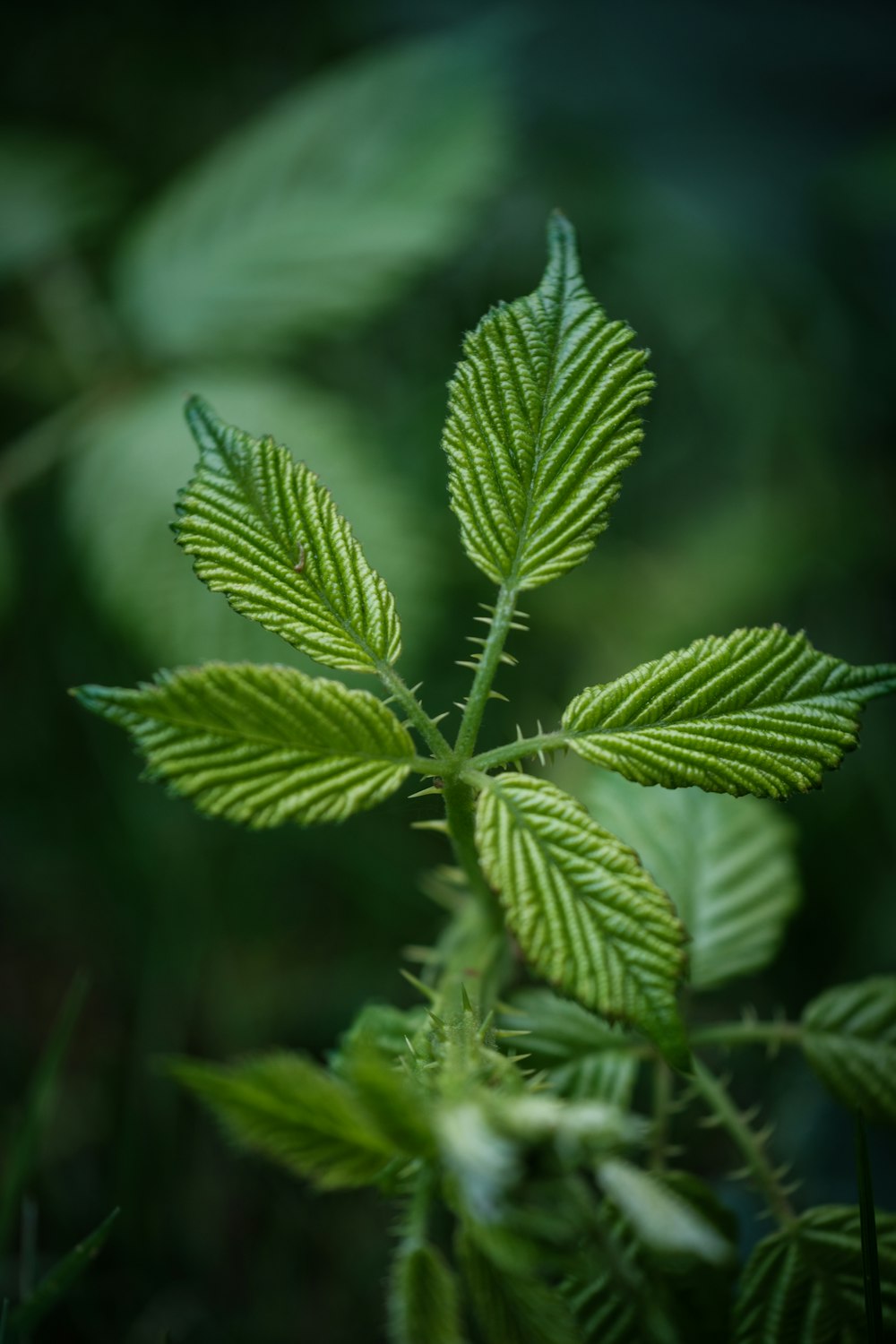 a close up of a green leaf on a plant