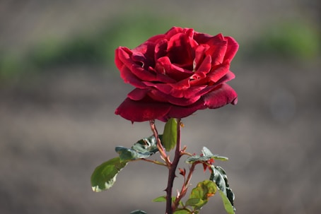 a close up of a red rose with a blurry background