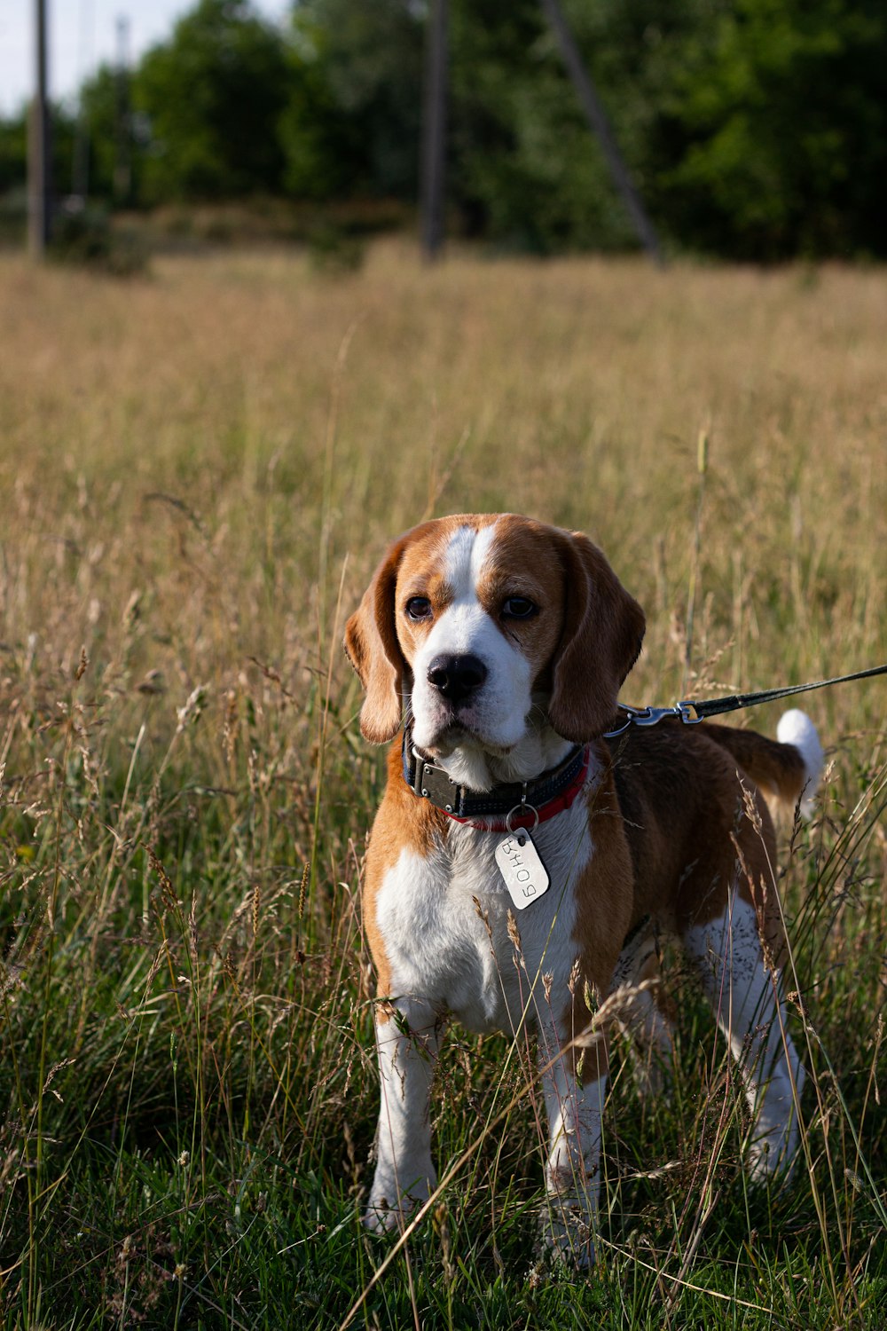 Un cane marrone e bianco in piedi in cima a un campo coperto di erba