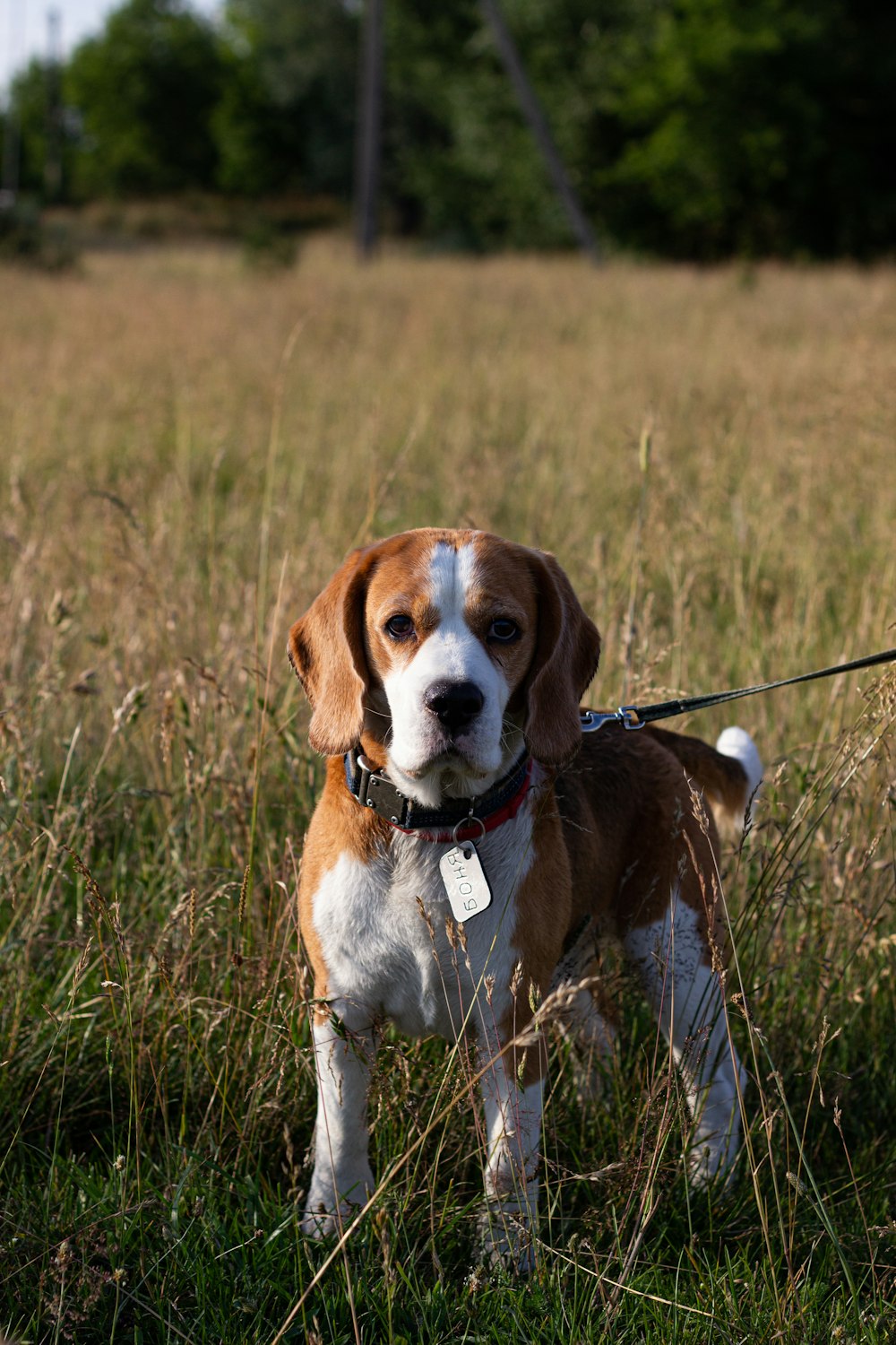Un cane marrone e bianco in piedi in cima a un campo coperto di erba