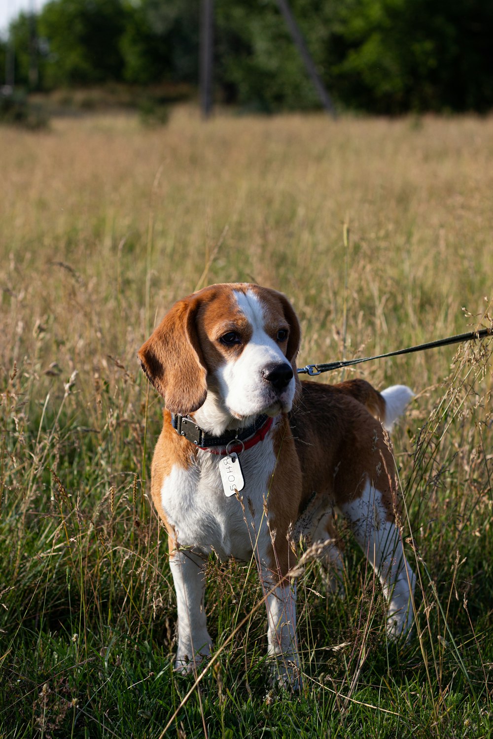 a brown and white dog standing on top of a grass covered field